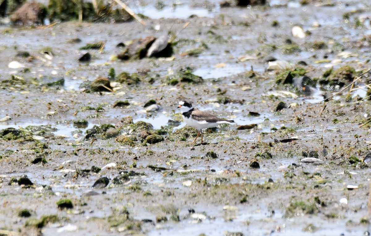 Semipalmated Plover - ML584103571