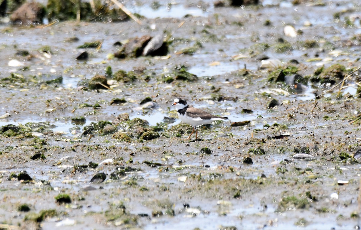 Semipalmated Plover - Lukasz Pulawski