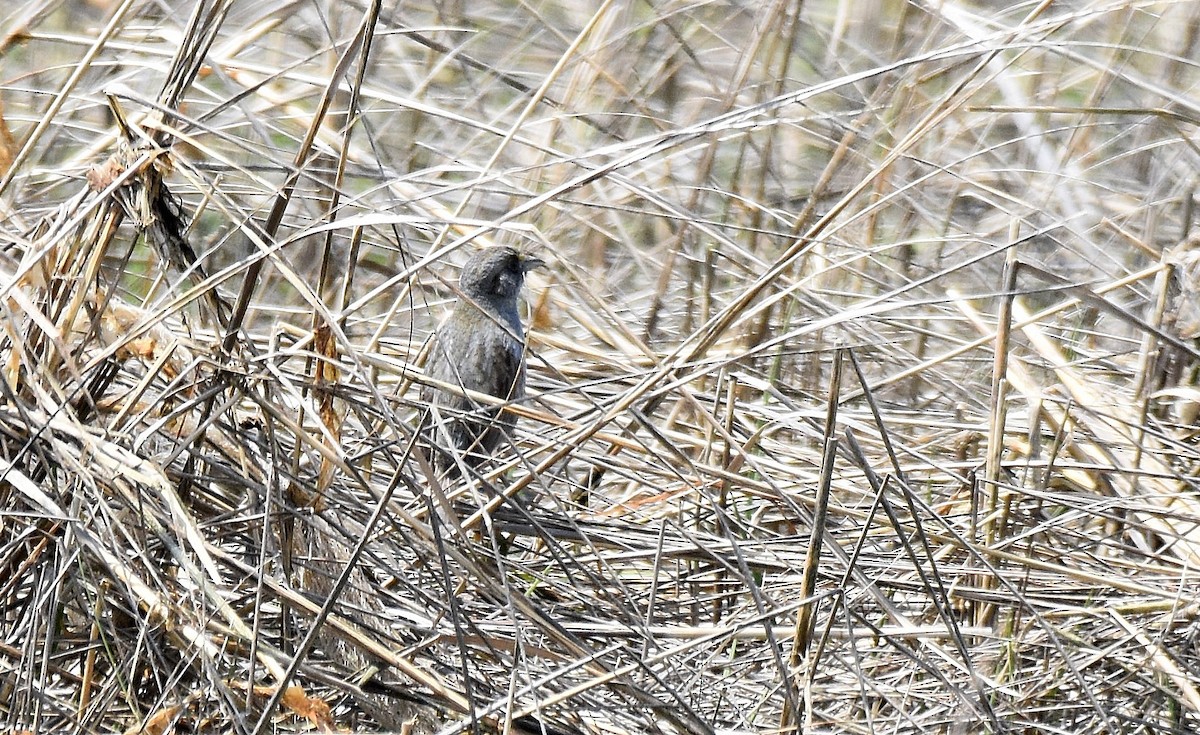 Seaside Sparrow - ML584103851