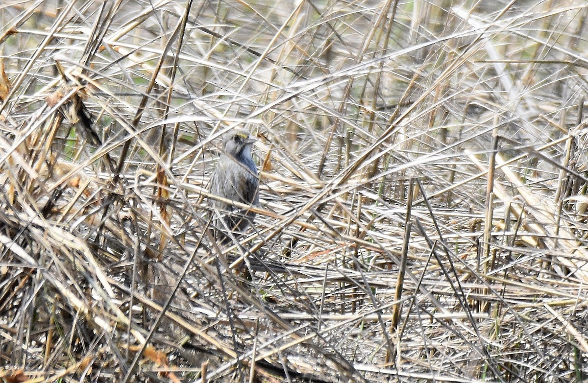 Seaside Sparrow - ML584103861