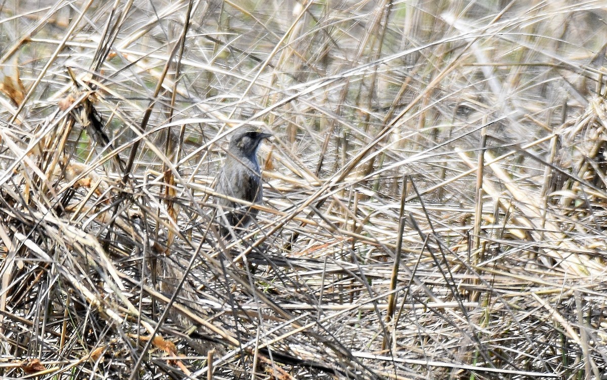 Seaside Sparrow - ML584103871