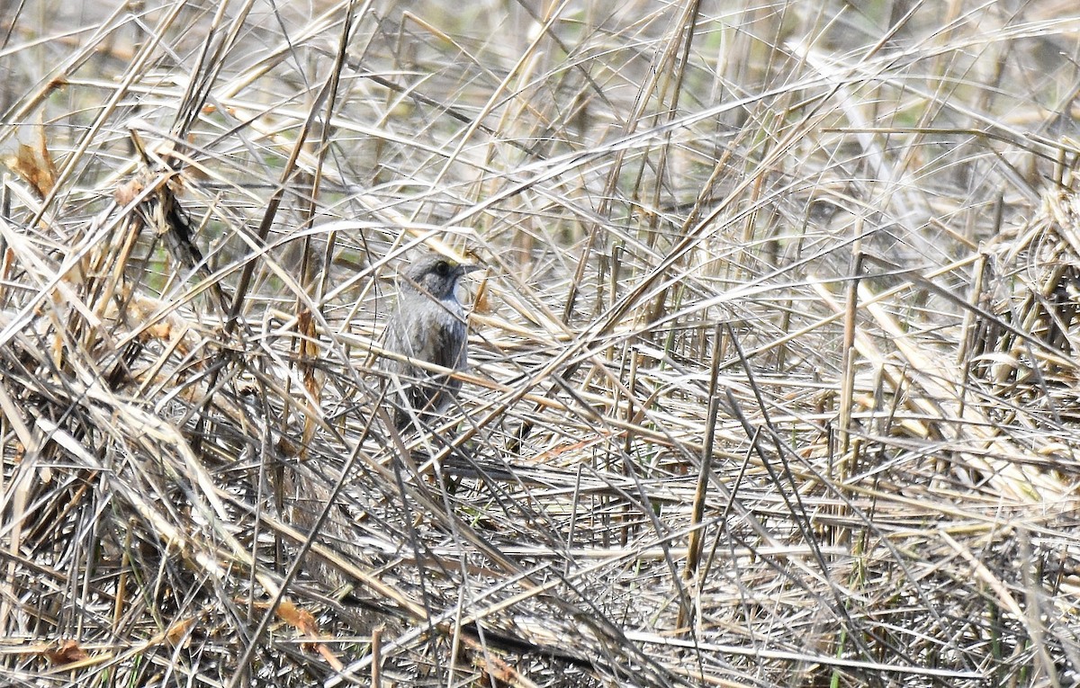 Seaside Sparrow - ML584103881