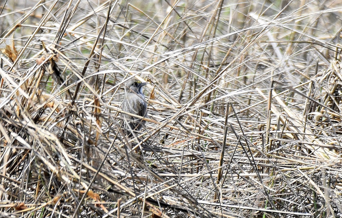 Seaside Sparrow - ML584103891