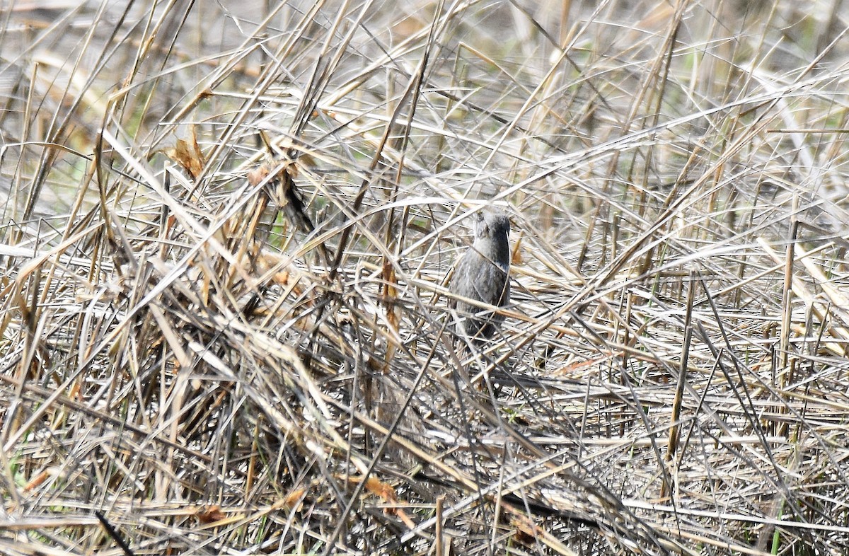 Seaside Sparrow - ML584103901