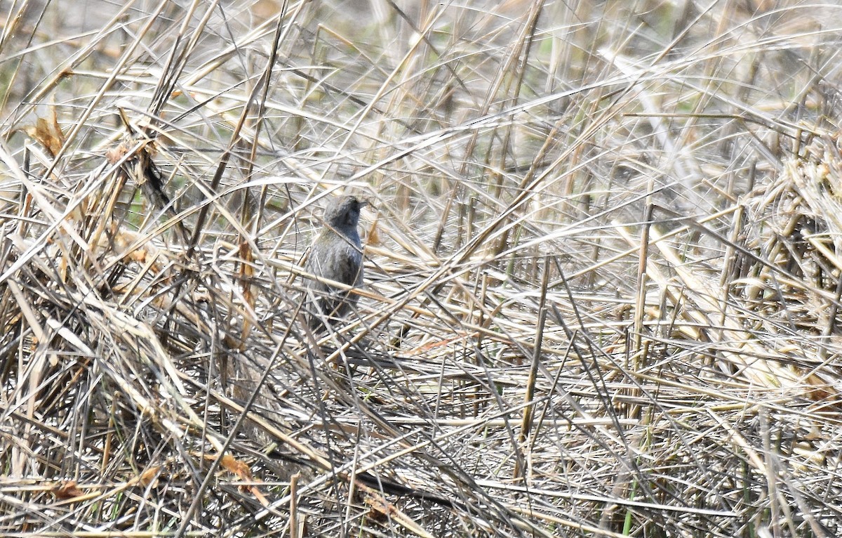 Seaside Sparrow - ML584103911