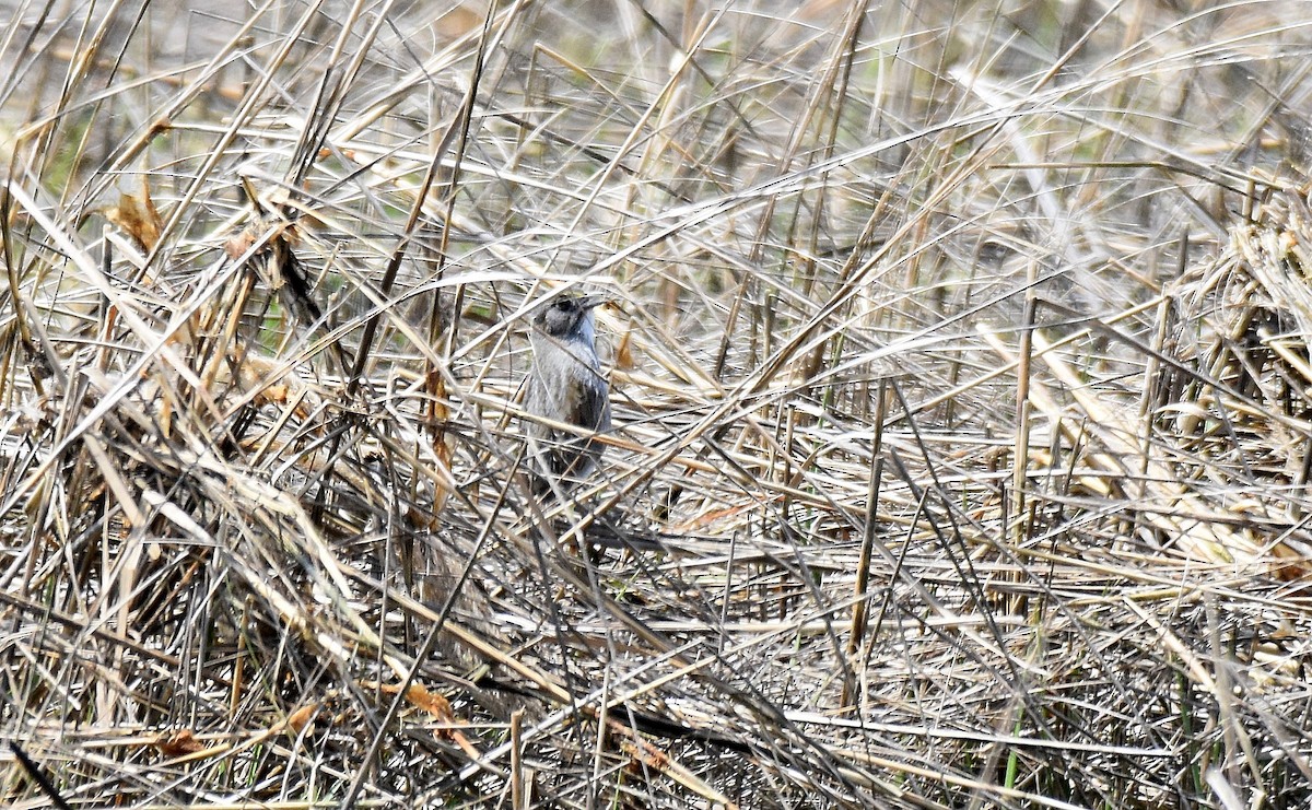 Seaside Sparrow - ML584103921