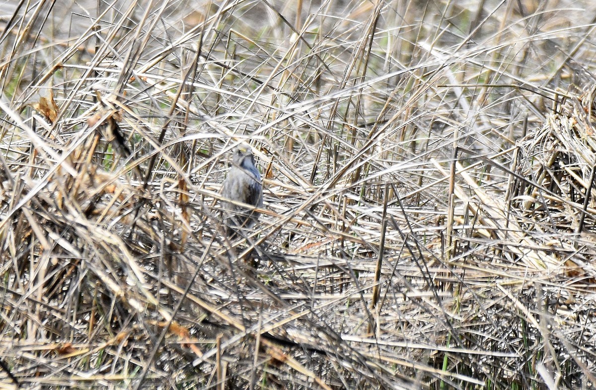 Seaside Sparrow - ML584103931