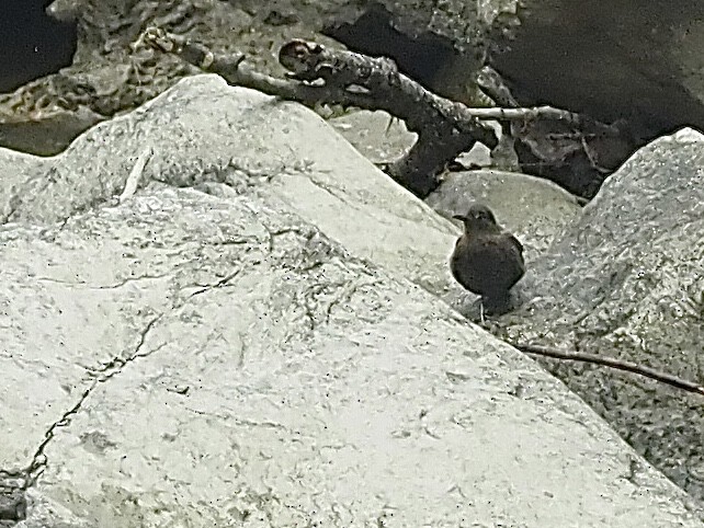 Brown Dipper - ML584103951