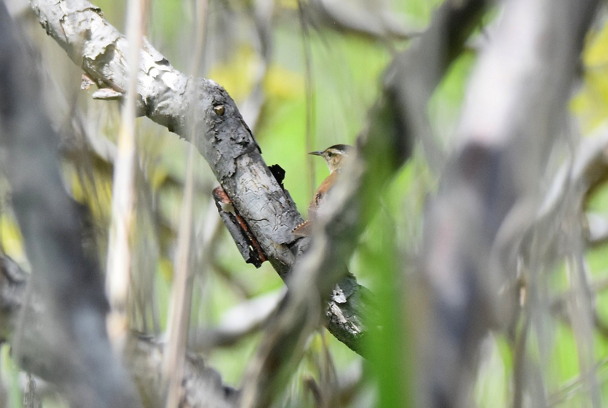 Marsh Wren - ML584104101