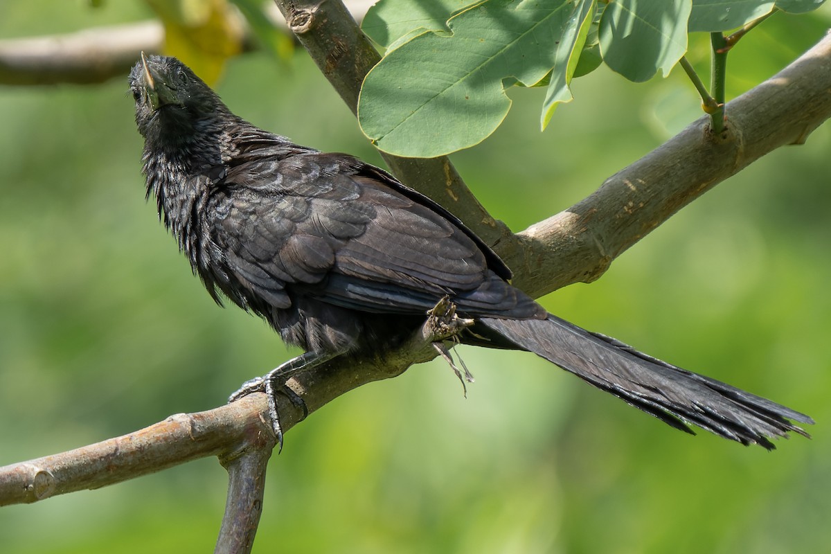 Smooth-billed Ani - ML584104331