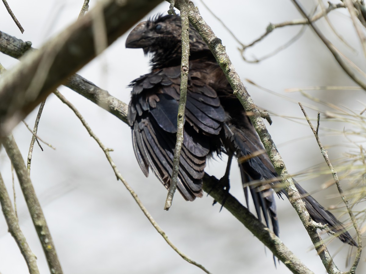 Smooth-billed Ani - ML584104351