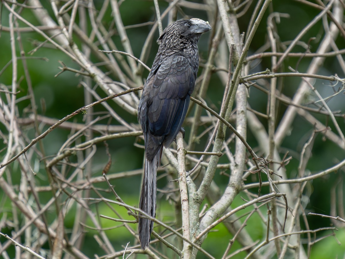 Smooth-billed Ani - ML584104361