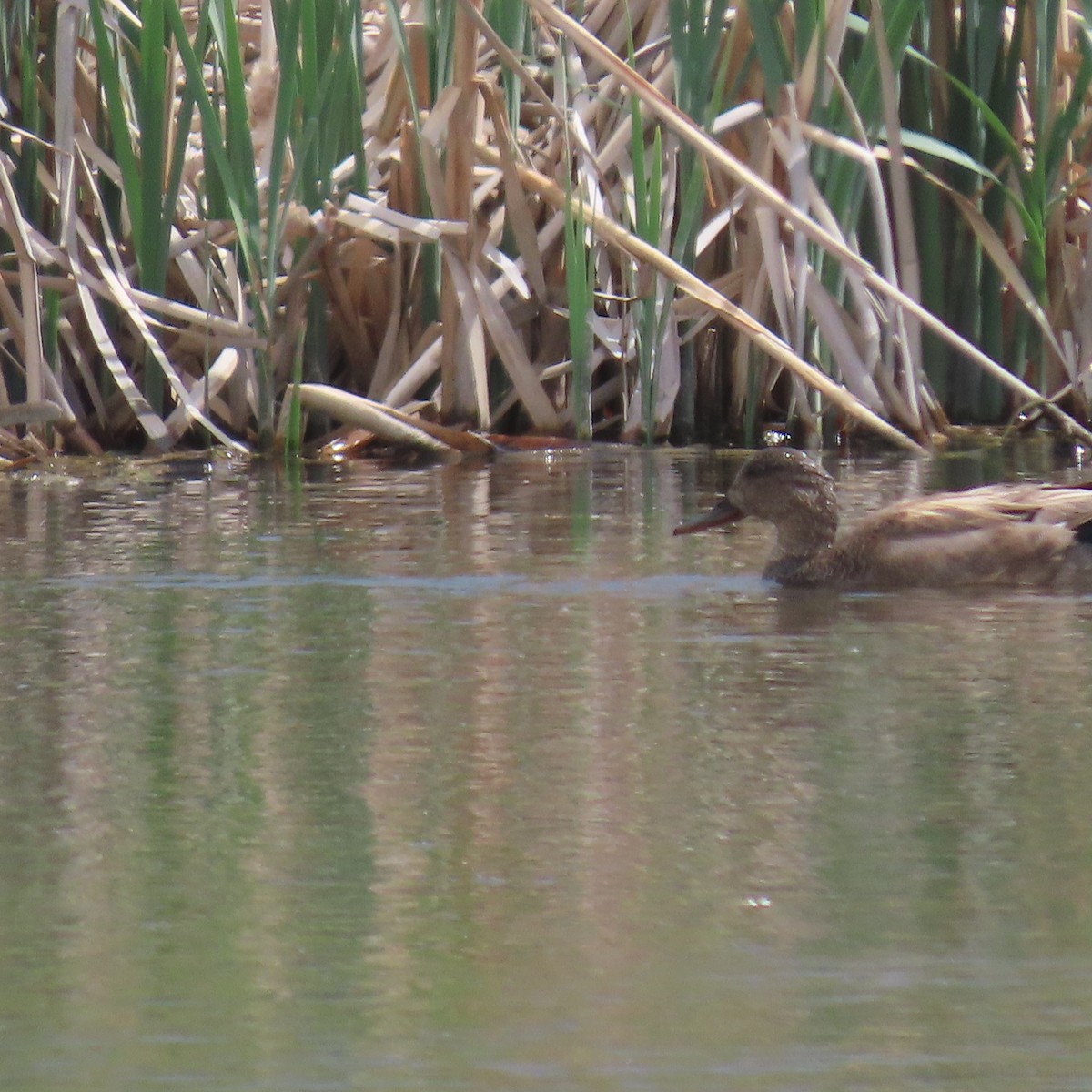 Gadwall - ML584104421