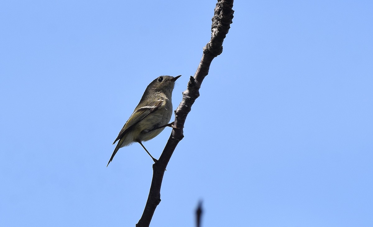 Ruby-crowned Kinglet - ML584104491