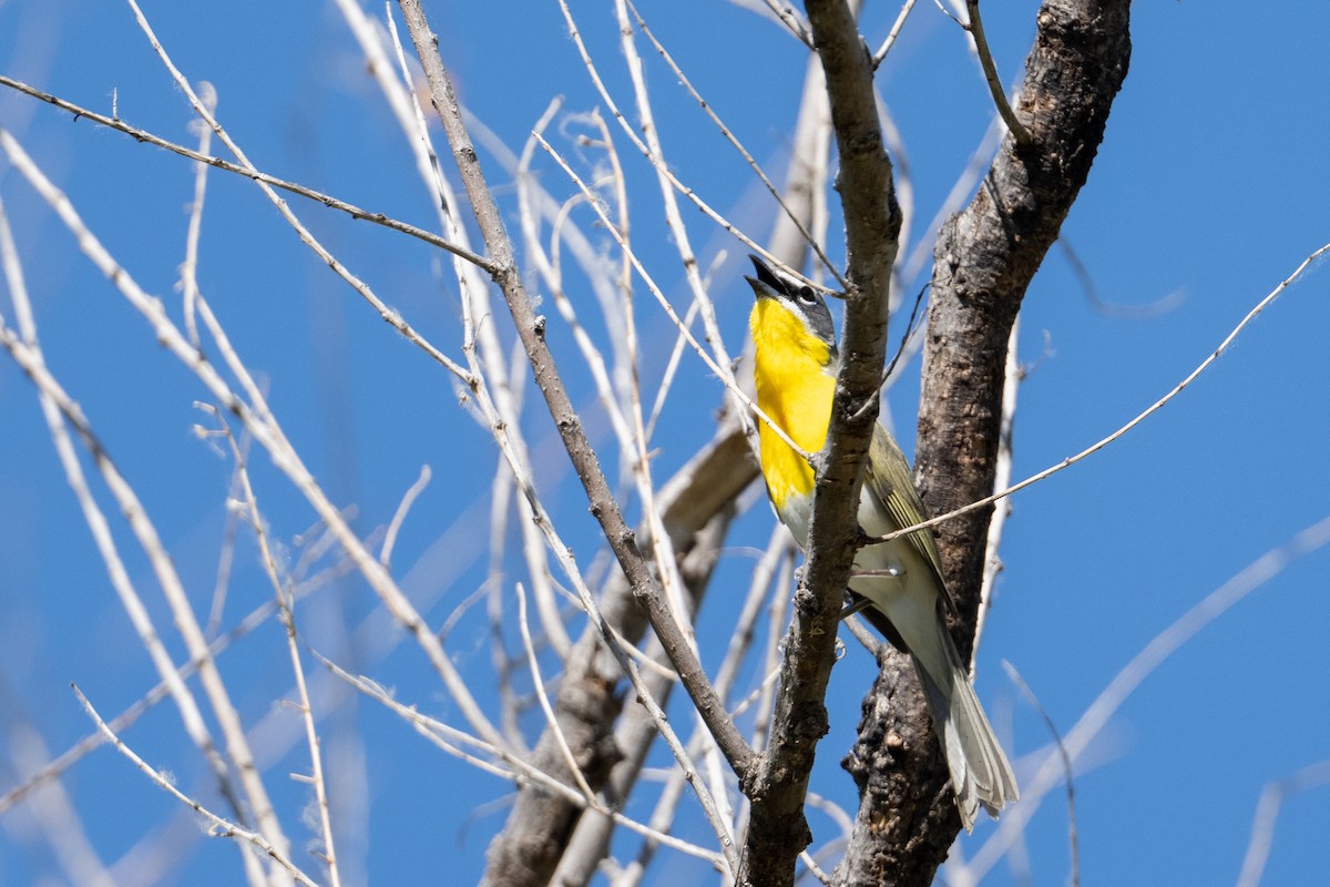 Yellow-breasted Chat - ML584104621