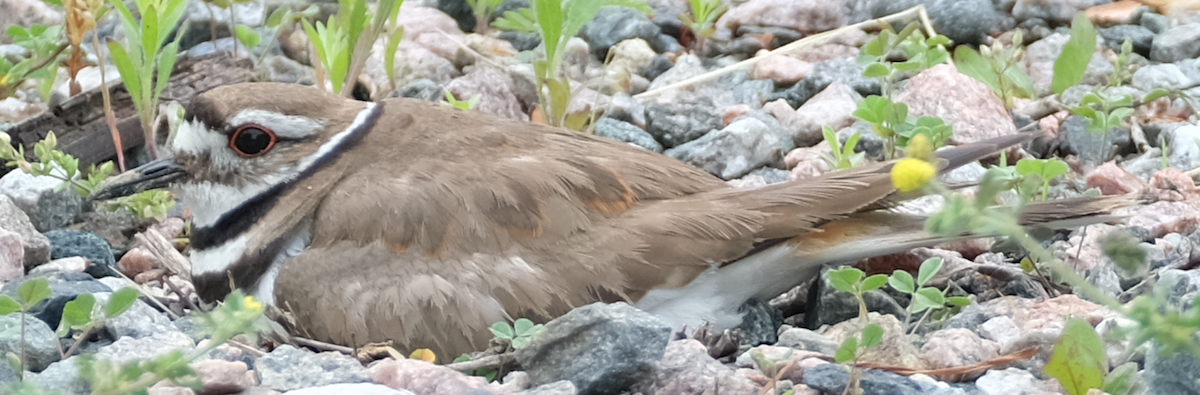 Killdeer - Christian Gendreau