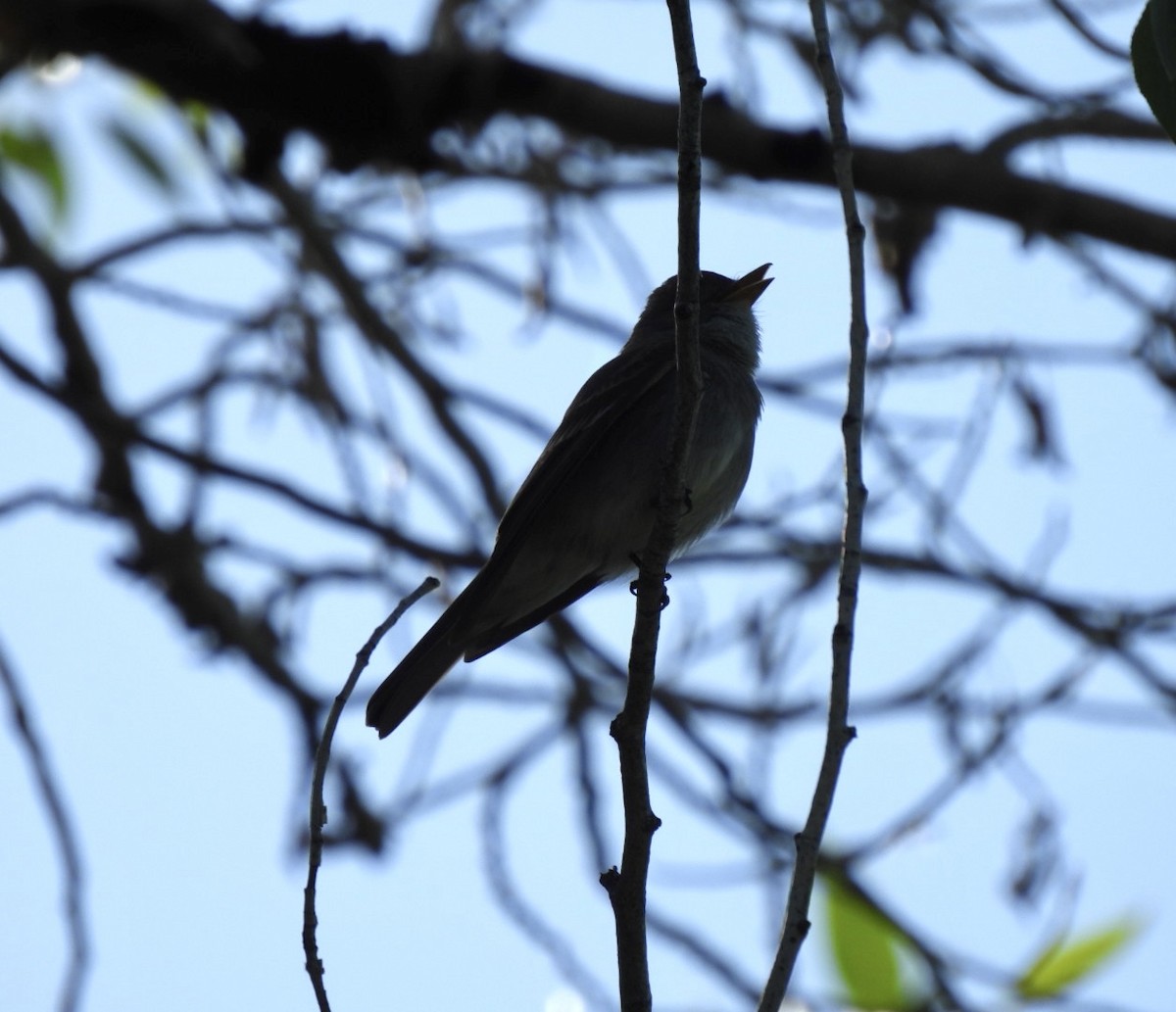 Western Wood-Pewee - ML584105661