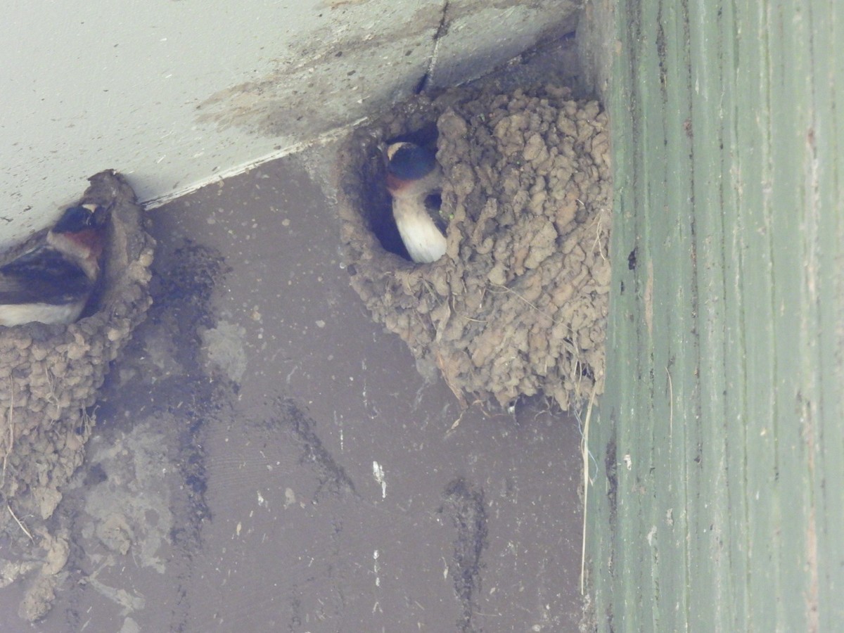 Cliff Swallow - ML584105821