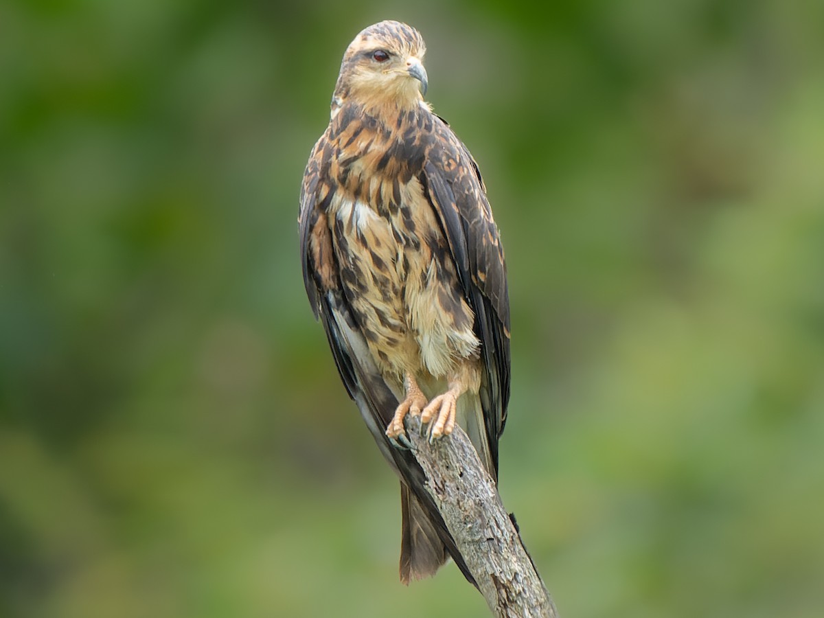 Snail Kite - ML584106031