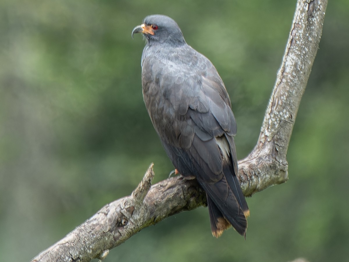 Snail Kite - ML584106041