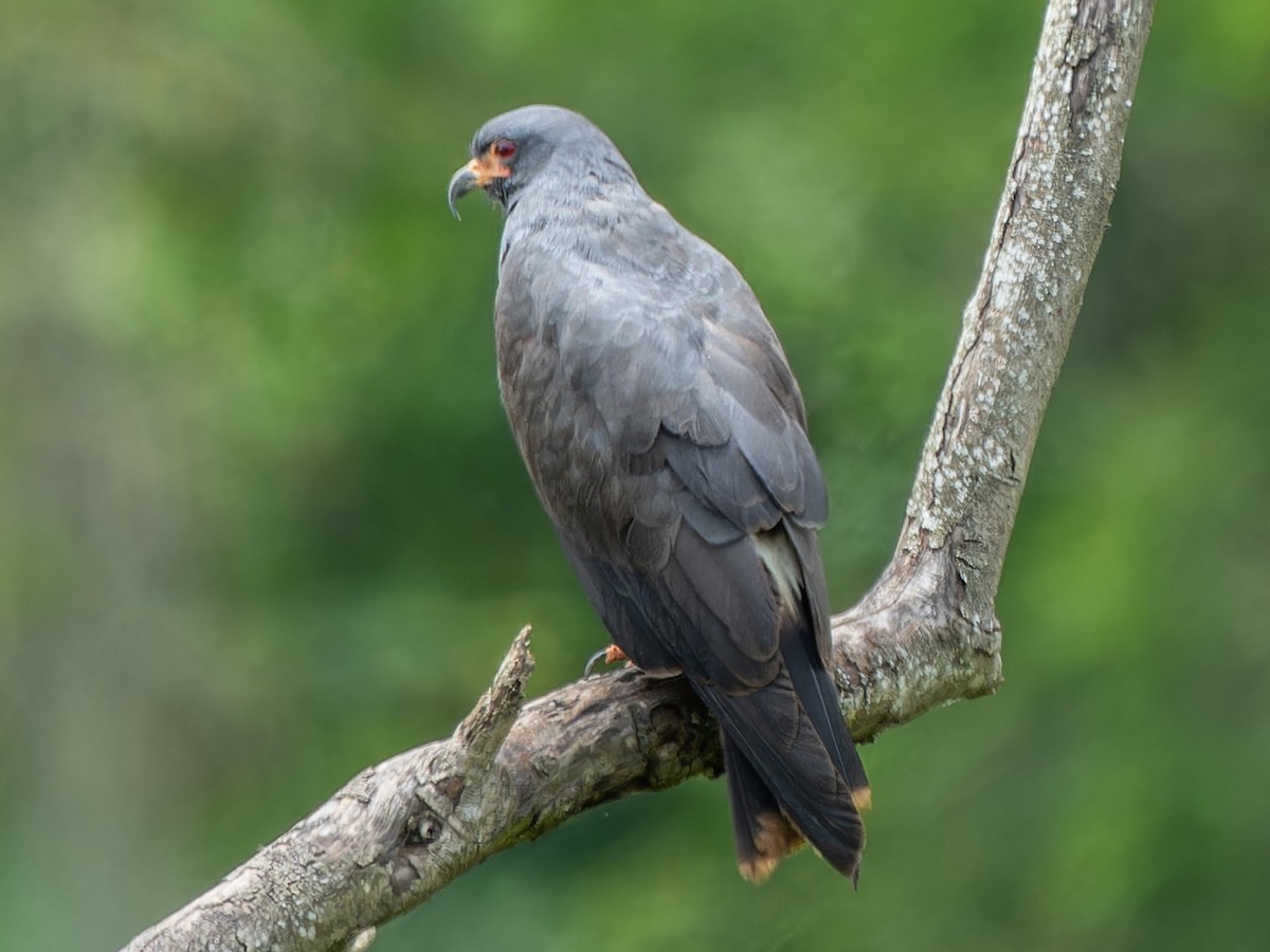 Snail Kite - ML584106051