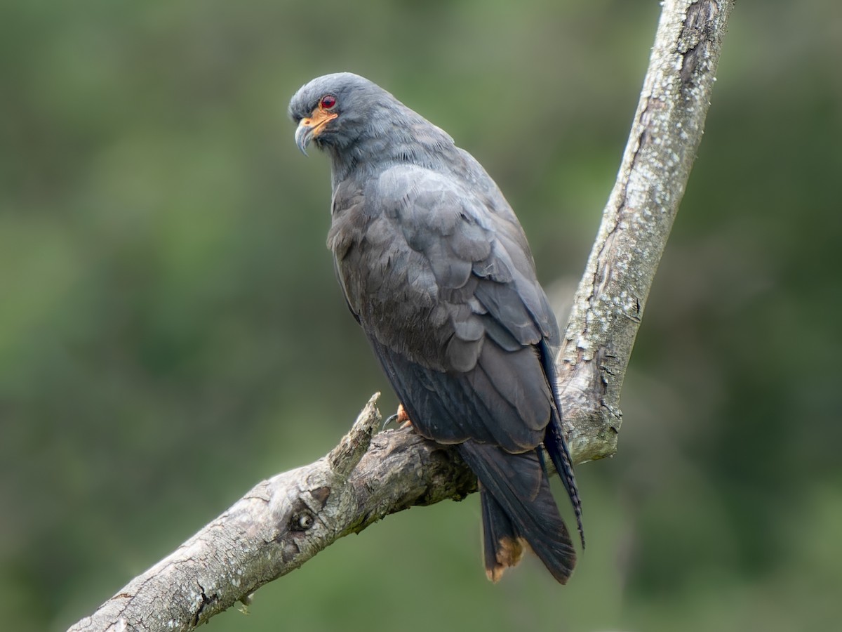 Snail Kite - ML584106061