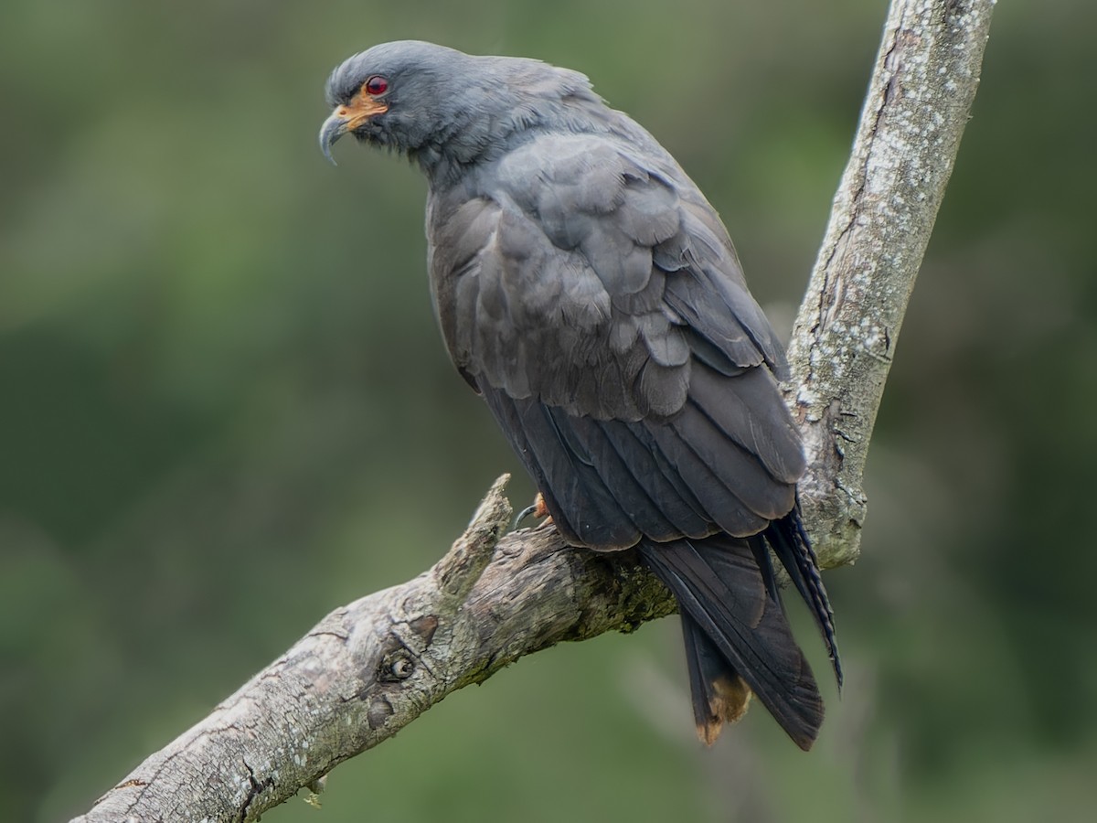 Snail Kite - ML584106081