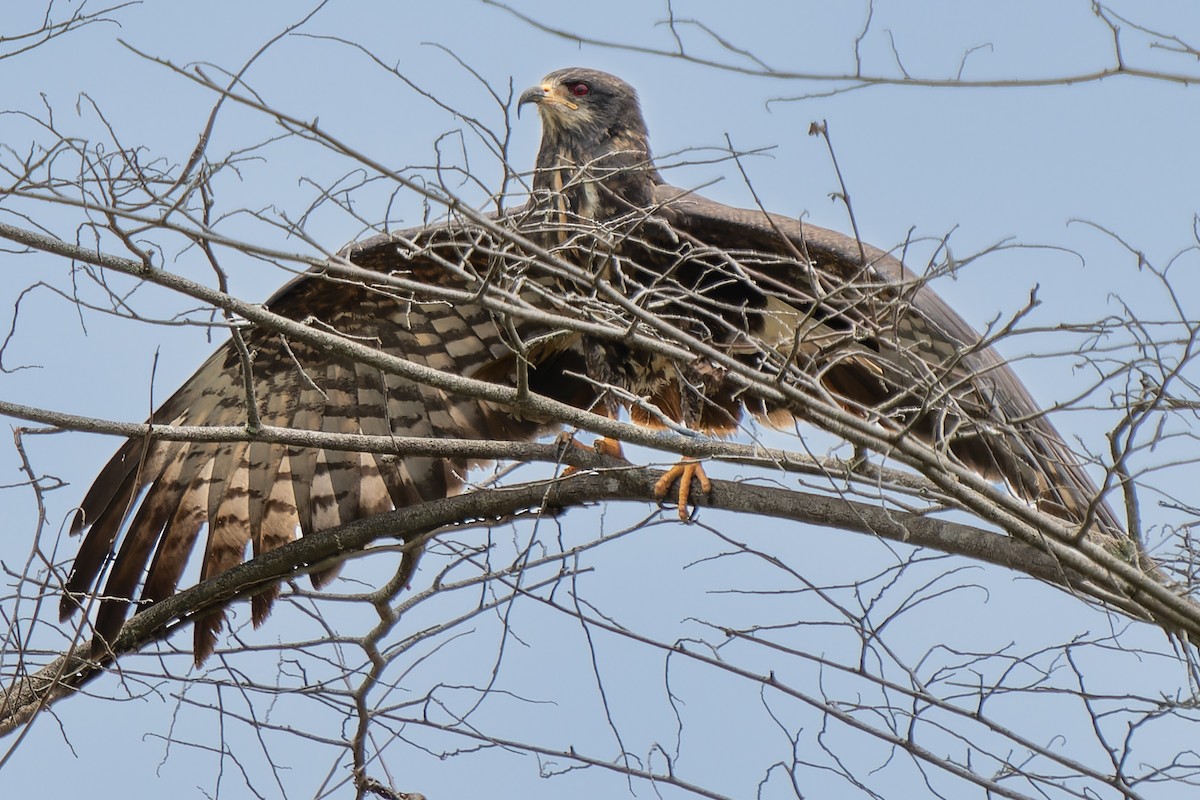 Snail Kite - ML584106111