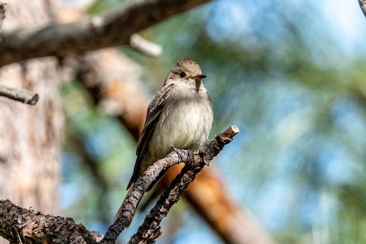 Western Wood-Pewee - ML584106381