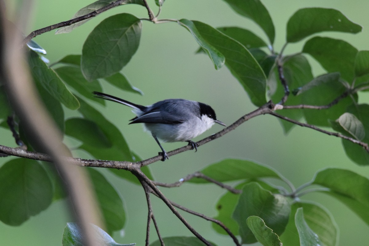 Tropical Gnatcatcher - ML584106781