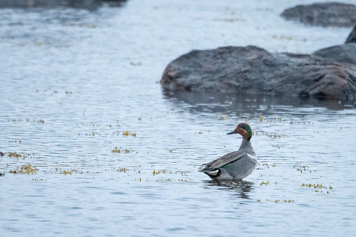 Green-winged Teal - ML584107491