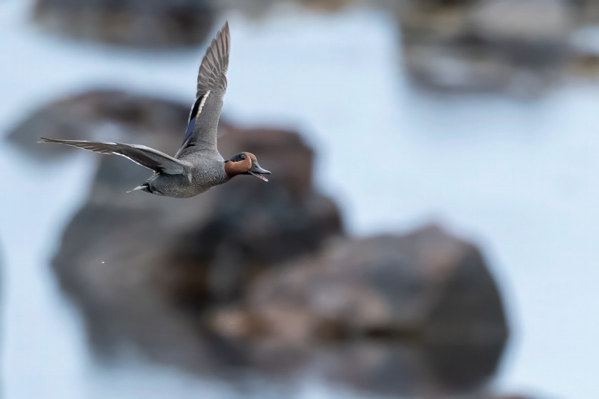 Green-winged Teal - ML584107581