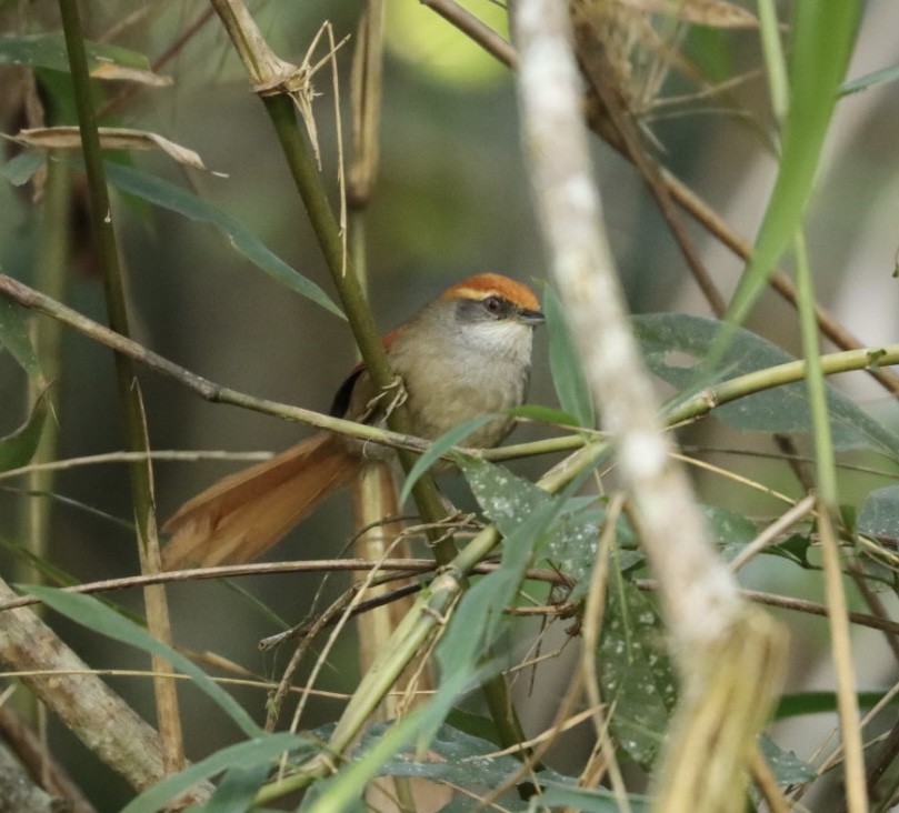 Rufous-capped Spinetail - ML584107651