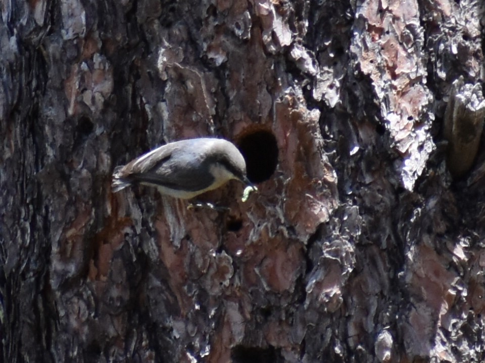 Pygmy Nuthatch - ML584107961