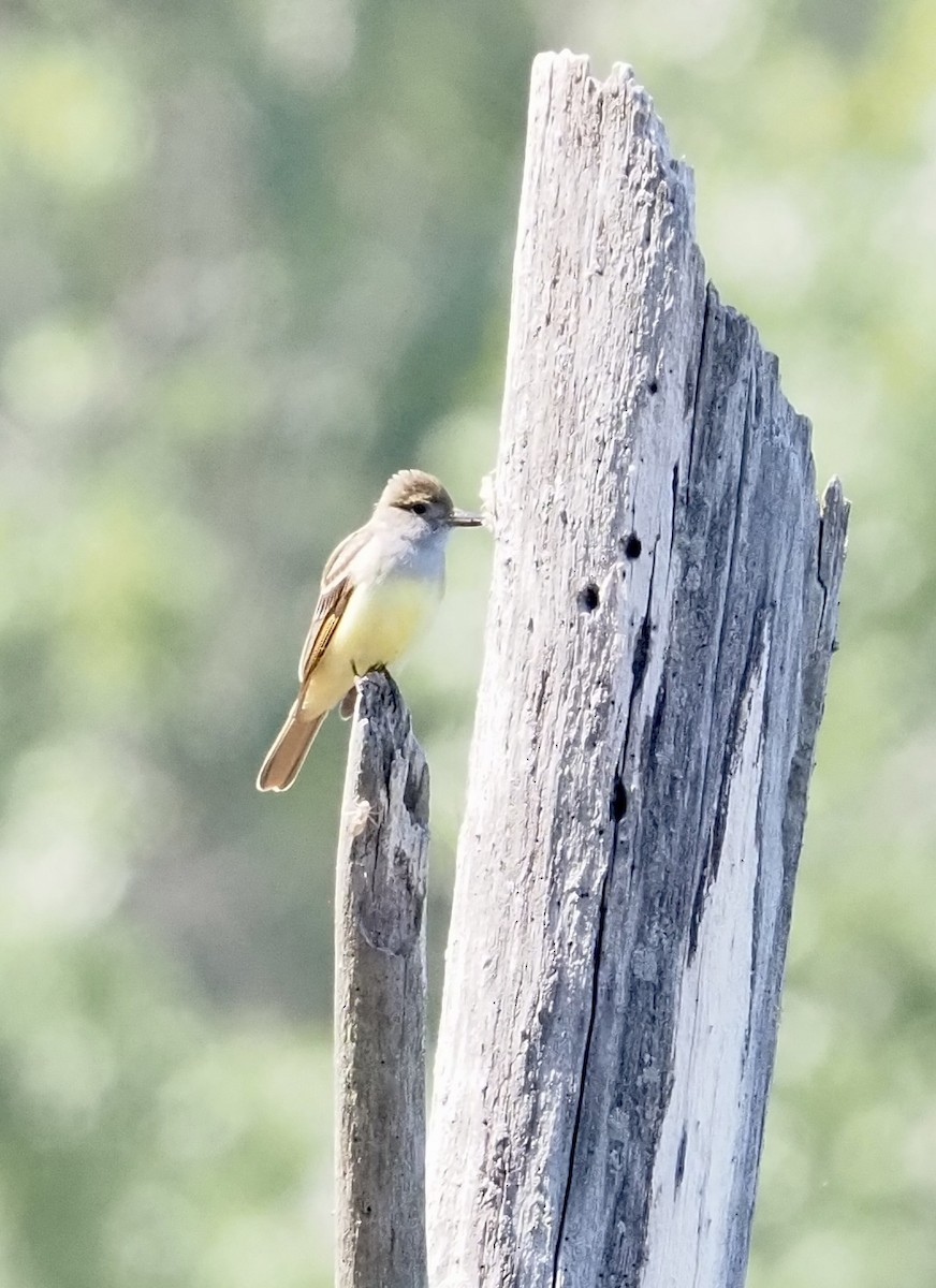 Great Crested Flycatcher - ML584108511