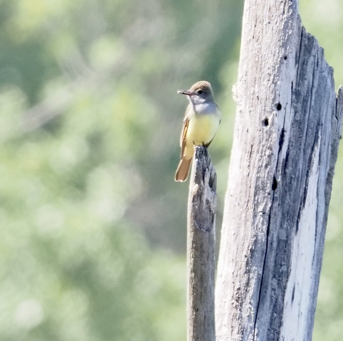 Great Crested Flycatcher - ML584108521