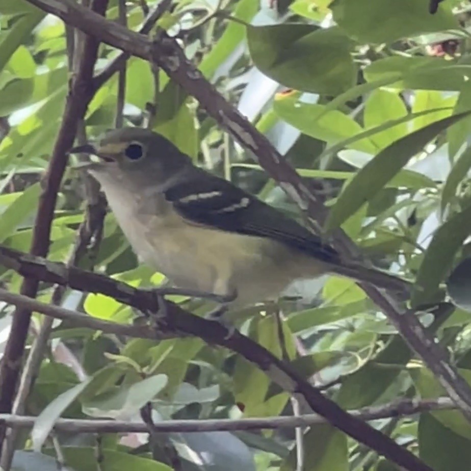 White-eyed Vireo - ML584108551
