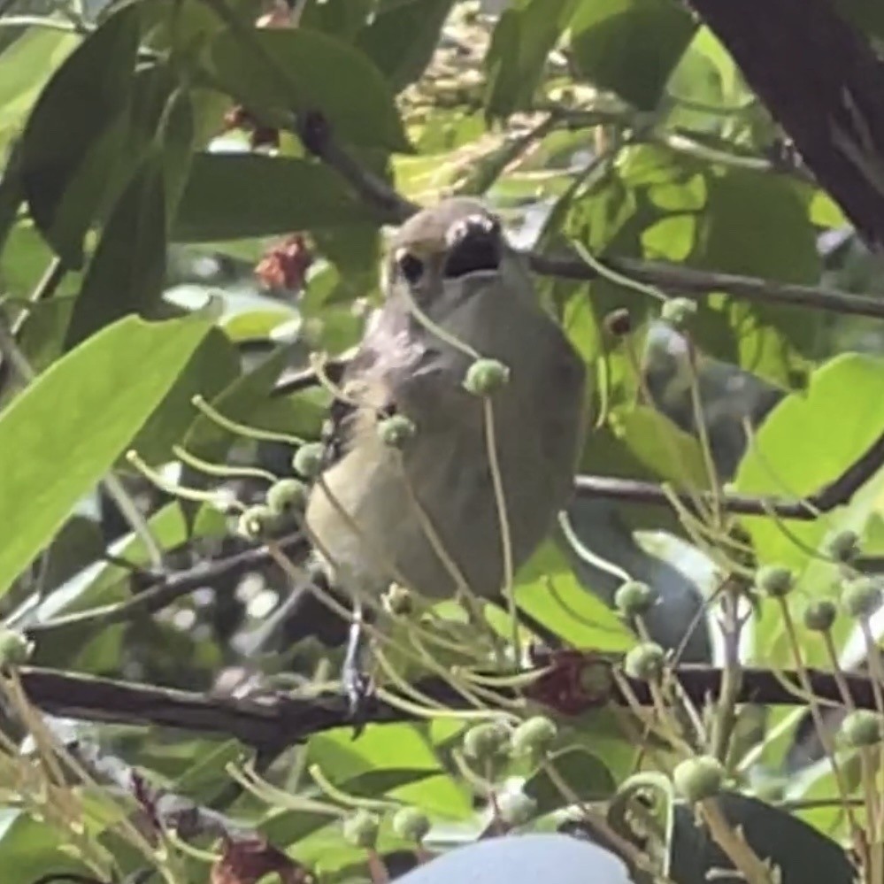 White-eyed Vireo - ML584108601