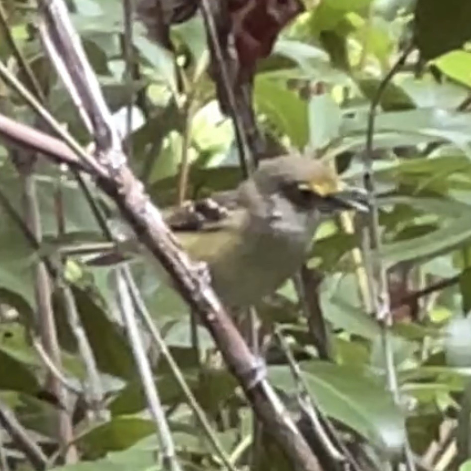 White-eyed Vireo - ML584108731