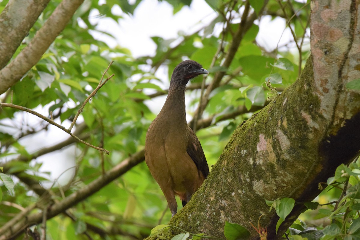 Rufous-vented Chachalaca - ML584108891