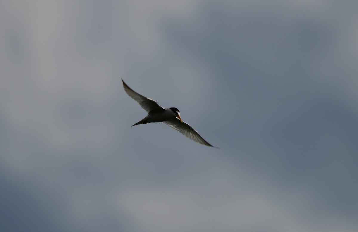 Least Tern - John Becker