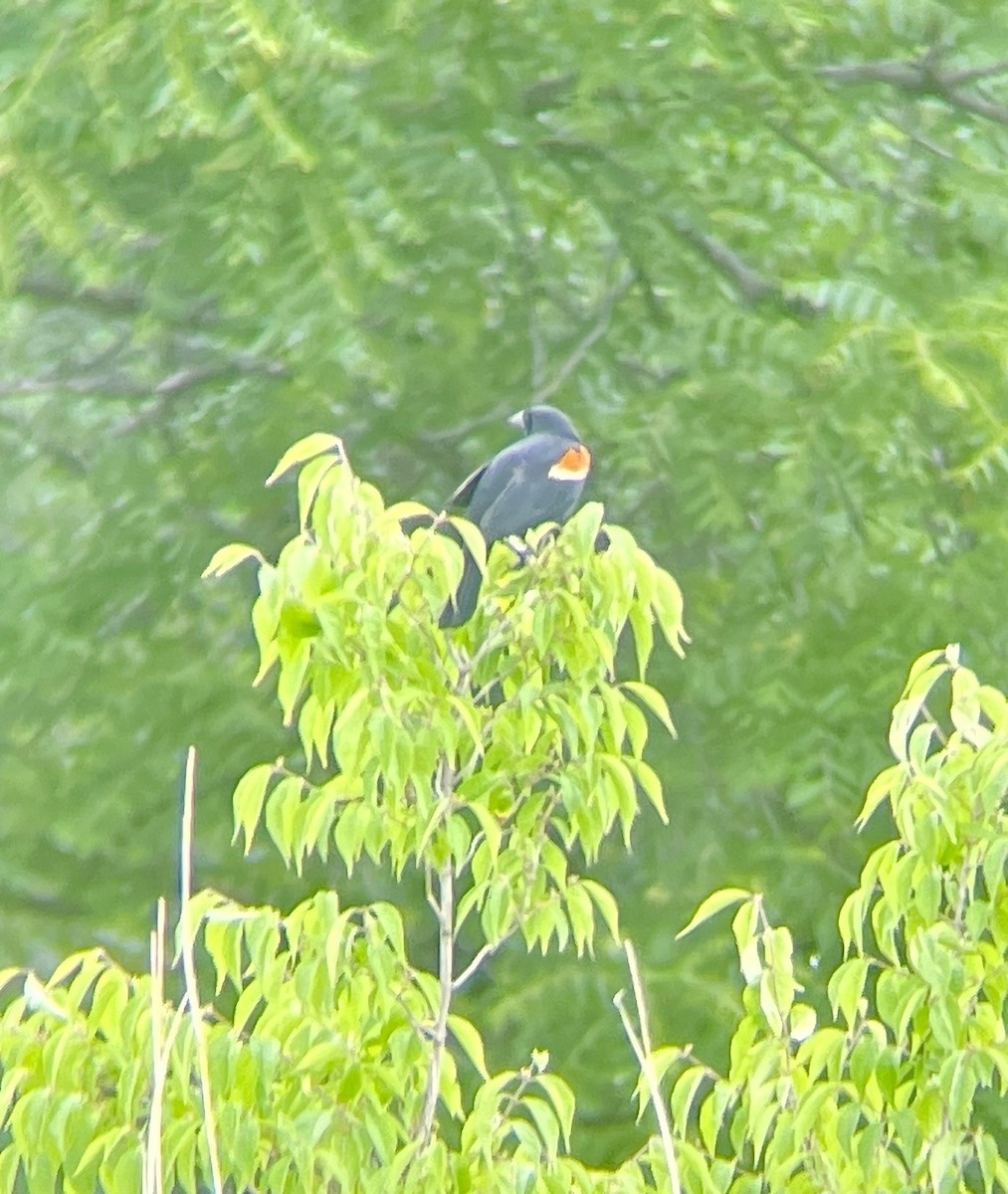 Red-winged Blackbird - ML584109451