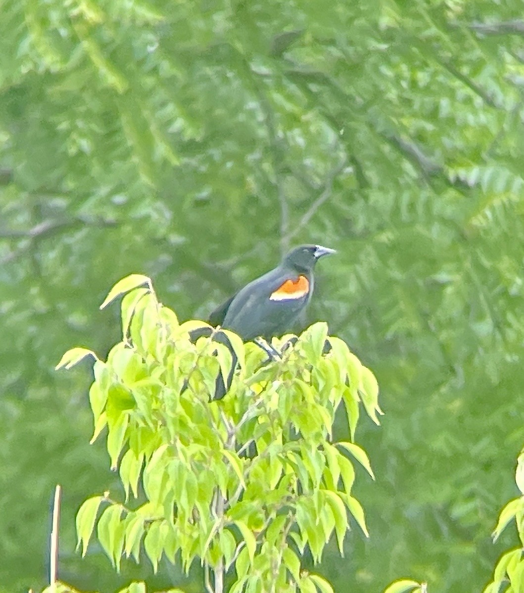 Red-winged Blackbird - ML584109461