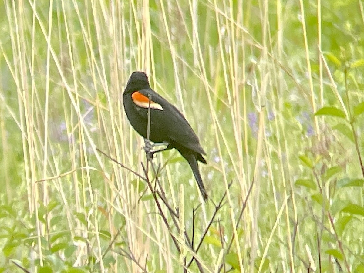 Red-winged Blackbird - ML584109471