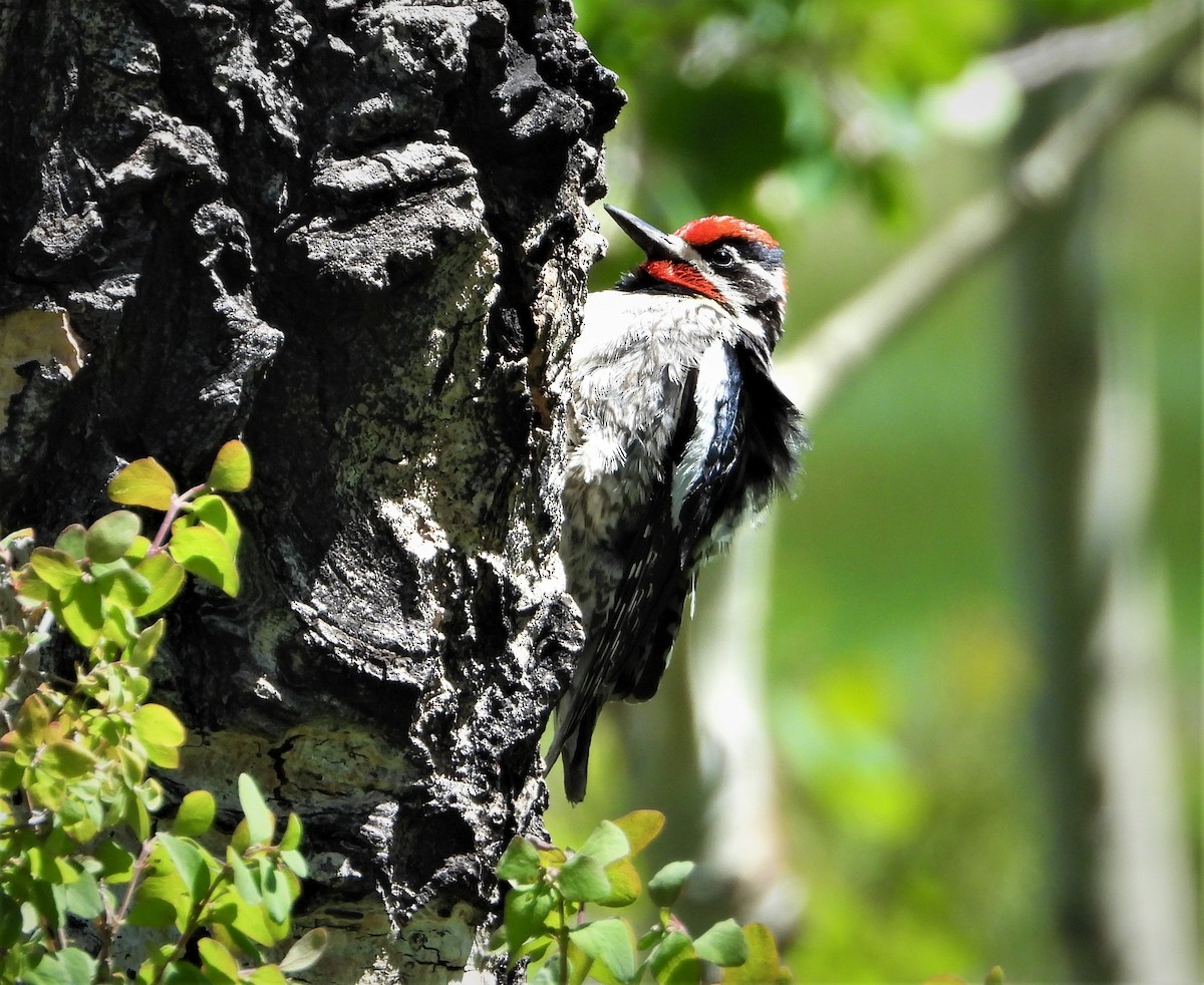 Red-naped Sapsucker - ML584109971