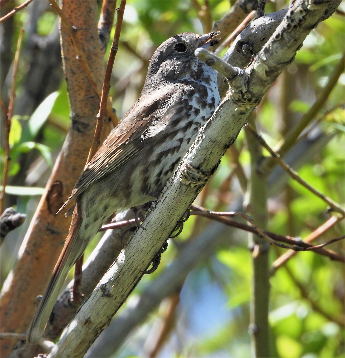 Fox Sparrow - ML584110171