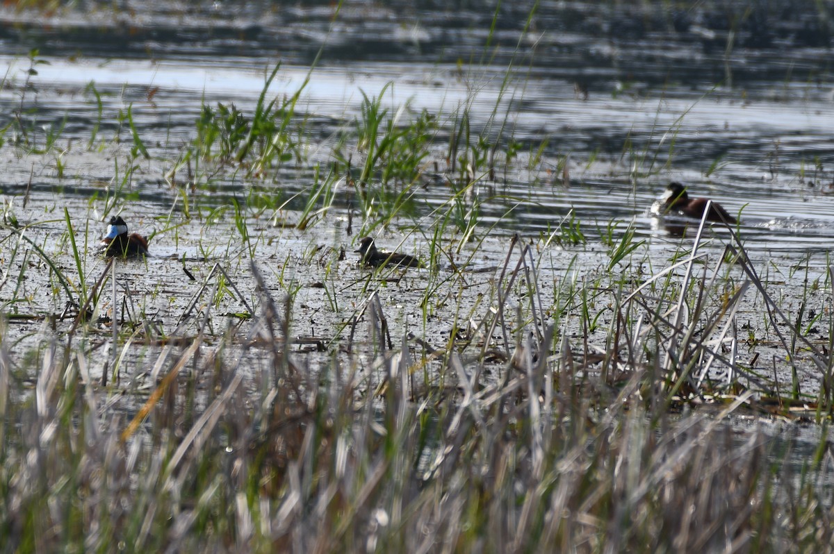 Ruddy Duck - ML584112381