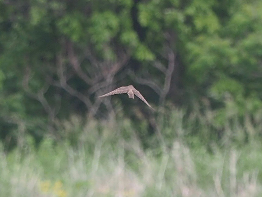 Northern Rough-winged Swallow - ML584112851