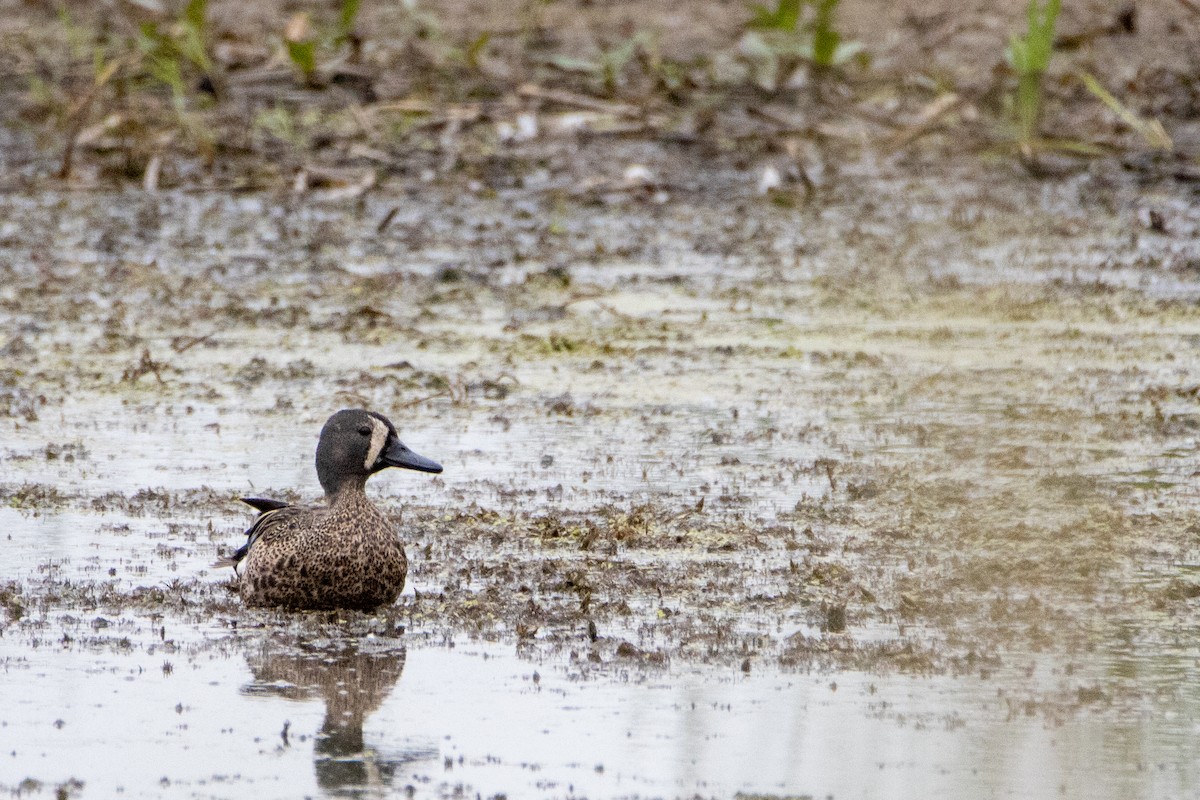 Blue-winged Teal - ML584114721