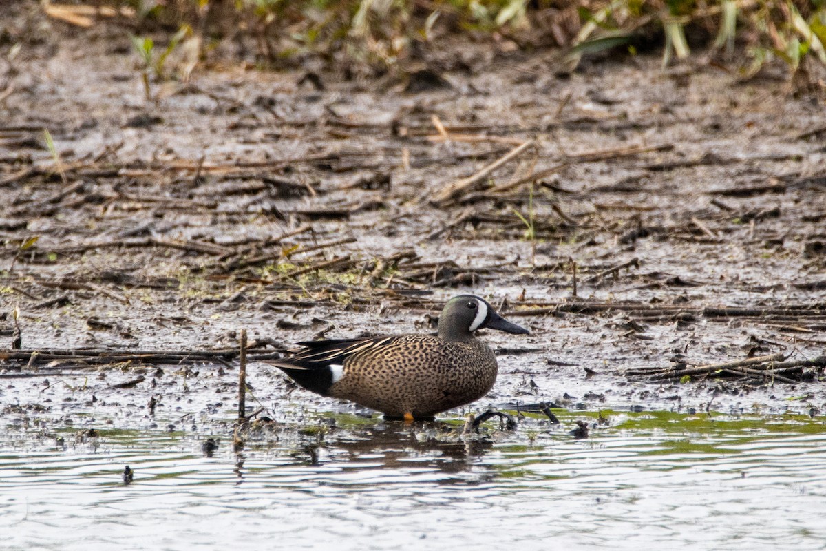 Blue-winged Teal - ML584114731